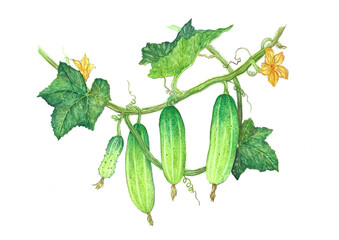 cucumbers with leaves