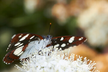 Papillon sur une fleur