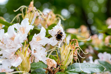 Rhododendron cultivar 'Bouquet de Flore' flower detail with bumblebee