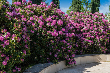 Huge bushes of Rhododendron 'Roseum Elegans' (hybrid of catawbiense) with lilac flowers against blue spring sky. Rest zone. Close-up. Landscape city park 