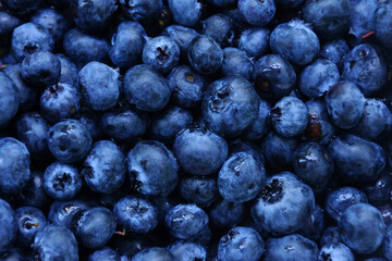 Raw blueberries dark blue food background.