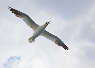Gannet, in the sky, over the sea, near Bempton Cliffs, Yorkshire, UK