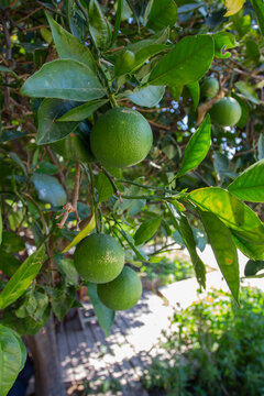green oranges on a tree