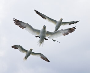 Gannets, in the sky, over the sea, near Bempton Cliffs, Yorkshire, UK