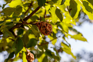Rotten rush on a fruit tree branch