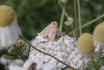 Ein schöner Falter auf einer Blüte