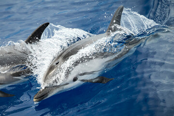 Dolphin swimminig in the Ligurian Sea, in front of Genoa (Italy)