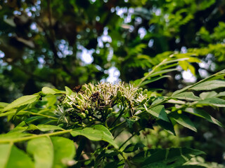 Fototapeta premium The curry tree (Murraya koenigii) is a tropical to sub-tropical tree in the family Rutaceae (the rue family, which includes rue, citrus, and satinwood), and is native to Asia.