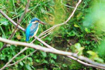 都会の河川に現れた翡翠