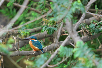 カワセミのいる風景