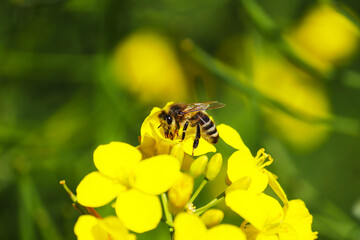 Honey bee collecting dust on yellow rapeseed flower, Bee flying from flower to flower, Nature Landscape
