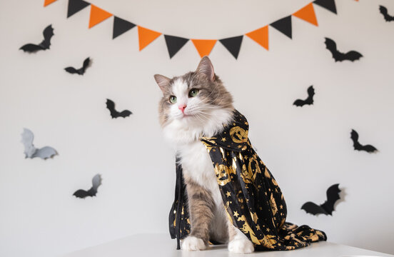 An Adorable Gray Cat Sits In A Halloween Witch Costume On The Background Of Bats. Halloween Pets