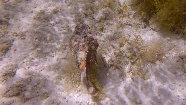 Stonefish slowly swim above sandy seabed among the algae in the sunrays. Reef Stonefish (Synanceia verrucosa). Slow motion