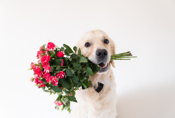 The dog holds a bouquet of roses in his mouth. Golden Retriever in a bow tie sits on a white...