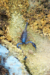 European yellow tailed scorpion - Euscorpius flavicaudis
