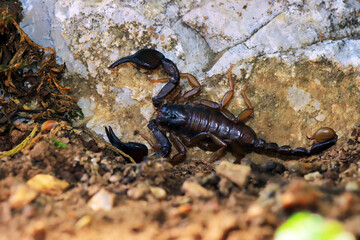 European yellow tailed scorpion - Euscorpius flavicaudis