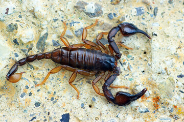 European yellow tailed scorpion - Euscorpius flavicaudis