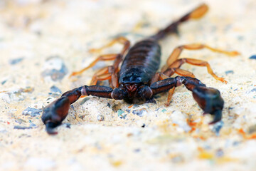 European yellow tailed scorpion - Euscorpius flavicaudis