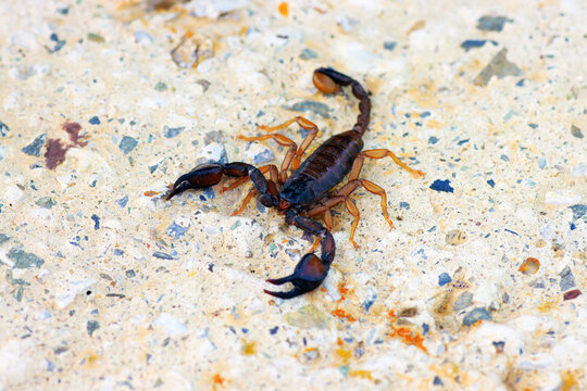 European yellow tailed scorpion - Euscorpius flavicaudis