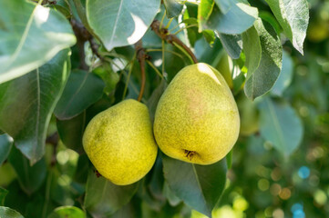 Pear tree and sunny garden 