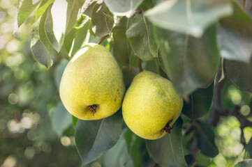 Pear tree and sunny garden