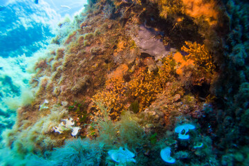 Underwater landscape of the Mediterranean Sea, corals and underwater fauna, Pianosa Marine National Park, Elba, Italy