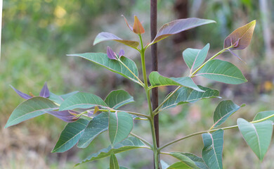 Potted Eucalyptus deglupta tree with beautiful leaves mixed with red color. Concept of growing Eucaliptus
