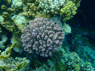 Stony coral rasp coral, or cauliflower coral, knob-horned coral (Pocillopora verrucosa) undersea,...