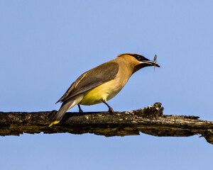 Waxwing Bird Stock Photo. Perched on a branch with blue sky background with a fly in its beak enjoying its feeding in its environment and habitat surrounding.