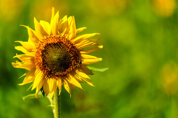 Sonnenblume