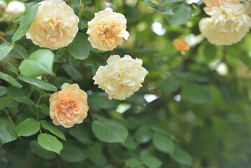 Obraz premium 爽やかなバラの咲く庭