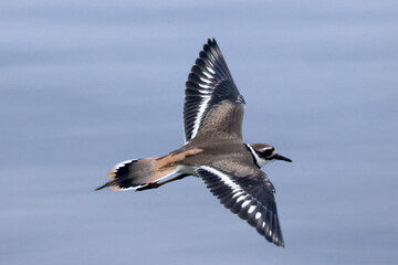 Killdeer in flight over lake in evening
