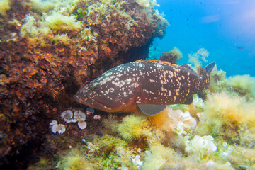 Mediterranean Sea close up Dusky grouper - Epinephelus marginatus sitting in soft corals, Pianosa Marine National Park, Elba, Italy