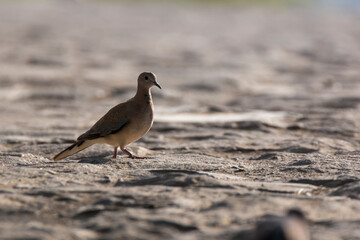 African collared dove on the ground