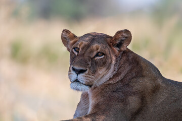 Lioness at siesta