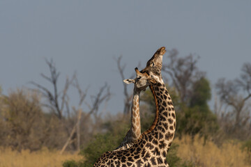 Giraffes bonding