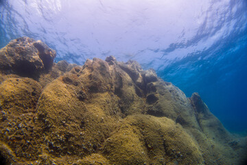 Fototapeta na wymiar Underwater landscape of the Mediterranean Sea, corals and underwater fauna, Pianosa Marine National Park, Elba, Italy
