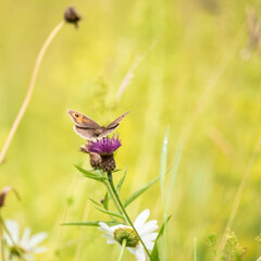 Beautiful vibrant image of Gatekeeper Pyronia Tithonus in wild flower meadow in Summer