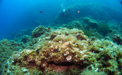Underwater landscape of the Mediterranean Sea, corals and underwater fauna, Pianosa Marine National Park, Elba, Italy