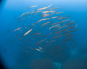 Fototapeta na wymiar Large school of Chevron Barracuda (Sphyraena putnamae), Isola d' Elba, Italy, mediterranean sea