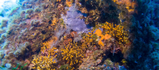Underwater landscape of the Mediterranean Sea, corals and underwater fauna, Pianosa Marine National Park, Elba, Italy
