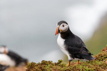 Wild Sea Birds Atlantic Puffins at the coast of Skomer Island, Pembrokeshire, Wales, UK