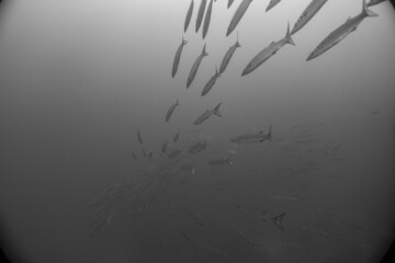Large school of Chevron Barracuda (Sphyraena putnamae), Isola d' Elba, Italy, mediterranean sea
