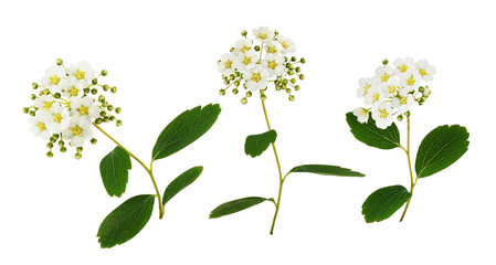 Set of spiraea chamaedryfolia flowers and leaves isolated
