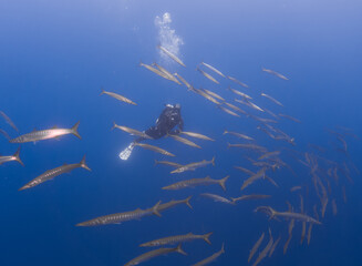 Large school of Chevron Barracuda (Sphyraena putnamae) and a diver, Isola d' Elba, Italy,...
