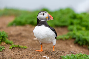 Wild Sea Birds Atlantic Puffins at the coast of Skomer Island, Pembrokeshire, Wales, UK