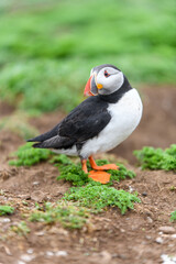 Obraz premium Wild Sea Birds Atlantic Puffins at the coast of Skomer Island, Pembrokeshire, Wales, UK