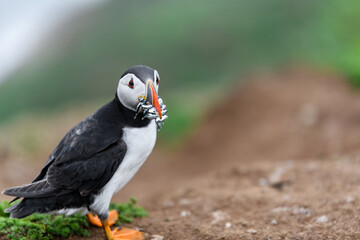 Wild Sea Birds Atlantic Puffins at the coast of Skomer Island, Pembrokeshire, Wales, UK