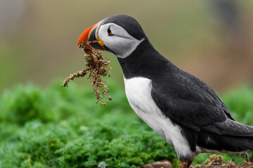 Wild Sea Birds Atlantic Puffins at the coast of Skomer Island, Pembrokeshire, Wales, UK