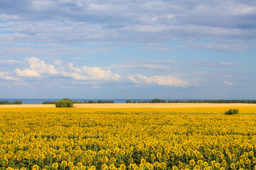 a field of sunflowers and a sky with clouds